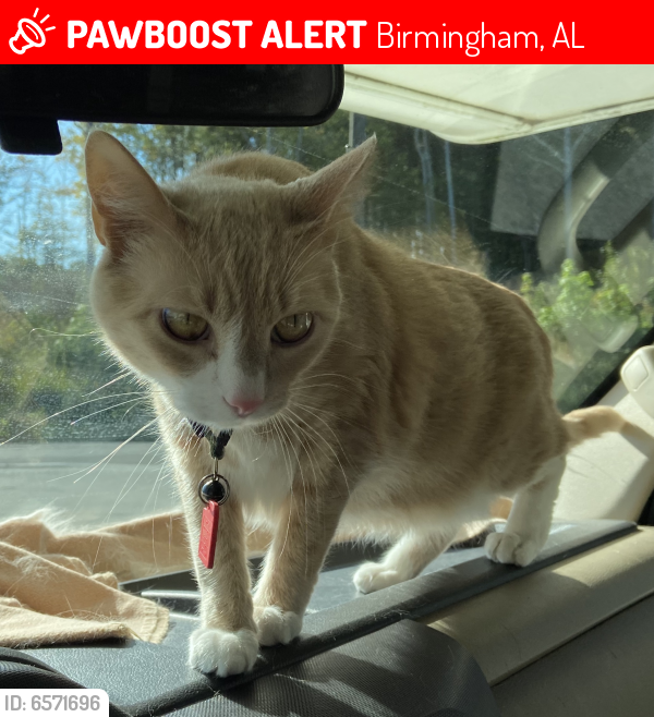 Lost Male Cat last seen Carson Village RV/trailer park, Birmingham, AL 35215