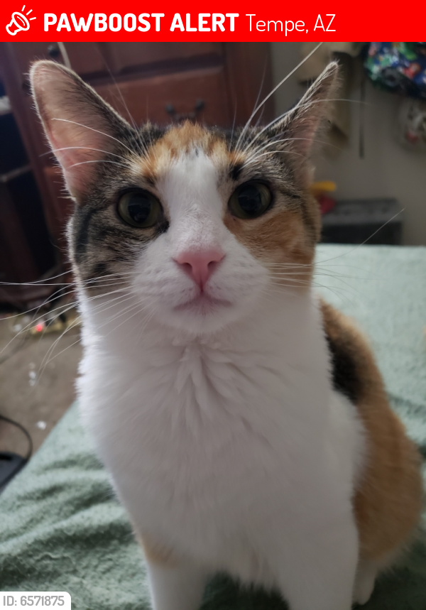 Lost Female Cat last seen Rural and southern, Tempe, AZ 85282