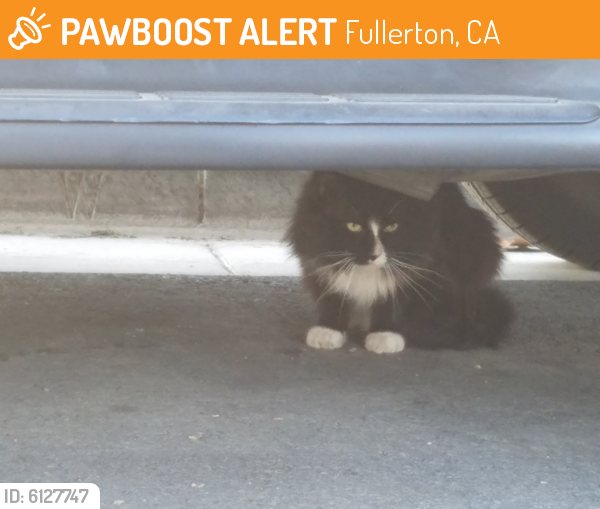 Found/Stray Unknown Cat last seen W. Brookdale Pl between Malden and Highland, Fullerton , Fullerton, CA 92832
