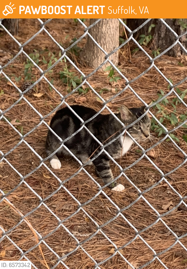 Found/Stray Male Cat last seen Pruden and robs, Suffolk, VA 23434