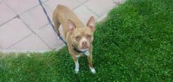 Lost Male Dog last seen Thornton road, Flag city/Sinclair truck stop, Lodi, CA 95242