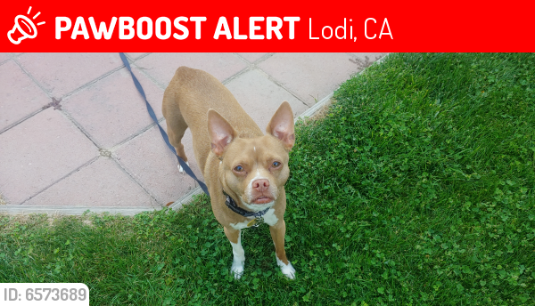 Lost Male Dog last seen Thornton road, Flag city/Sinclair truck stop, Lodi, CA 95242