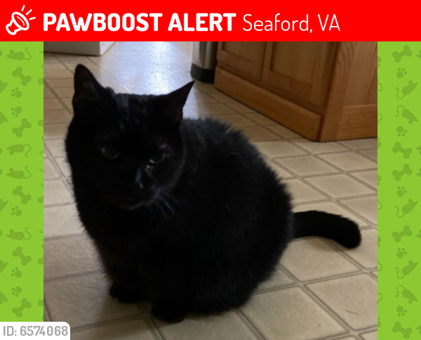 Lost Female Cat last seen Between Back Creek Road and Raymond Drive , Seaford, VA 23696
