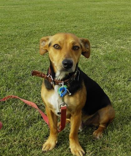 Lost Male Dog last seen Portulaca Street , Macgregor, QLD 4109