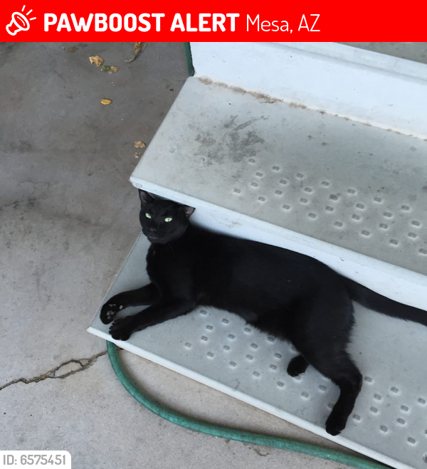 Lost Male Cat last seen Broadway Rd. and Gilbert, Mesa, AZ 85204
