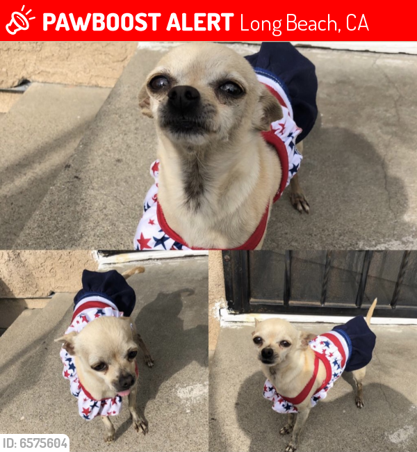 Lost Female Dog last seen Near Jordan high , Long Beach, CA 90805