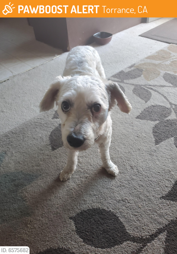 Found/Stray Male Dog last seen Del Amo Boulevard and Prospect Ave, Torrance, CA 90503