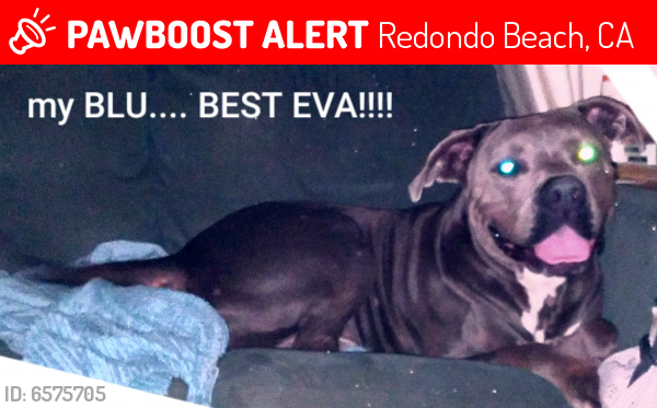 Lost Male Dog last seen Dog park on 190th, Redondo Beach, CA 90254
