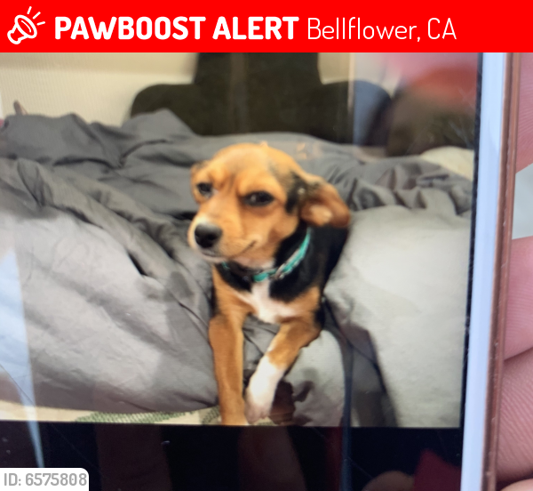 Lost Unknown Dog last seen Lakewood/ park , Bellflower, CA 90706