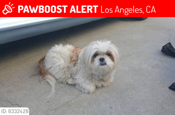 Lost Female Dog last seen Figueroa and 168th Street , Los Angeles, CA 90248