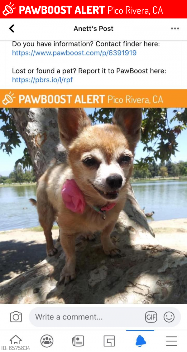 Lost Female Dog last seen Washington Blvd, Pico Rivera, CA 90660