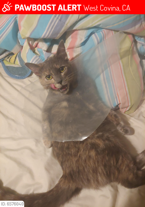 Lost Female Cat last seen Vincent ave, West Covina, CA 91790