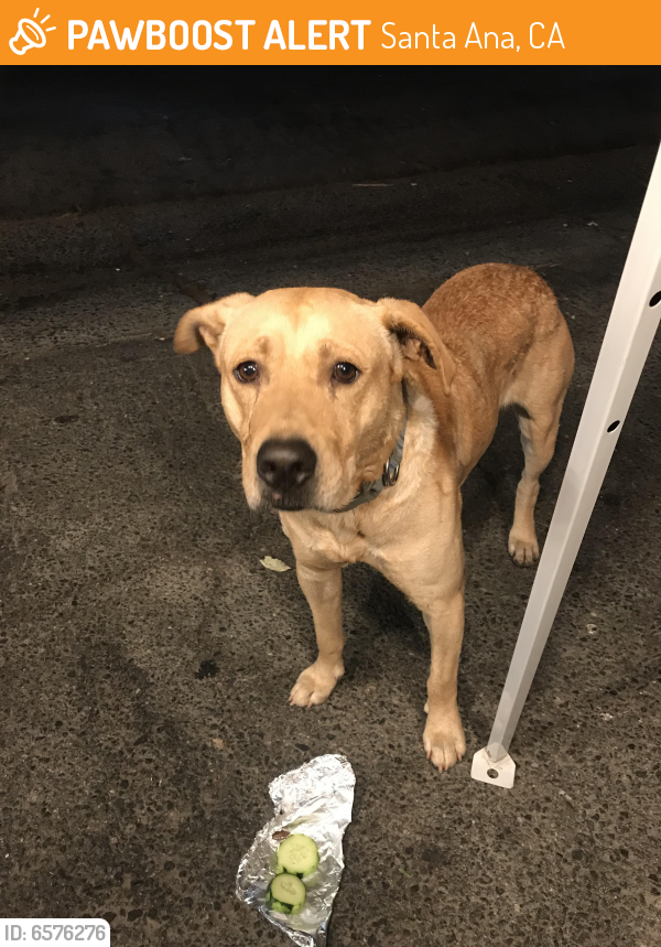 Found/Stray Male Dog last seen Main St and Central St. near food trucks , Santa Ana, CA 92705