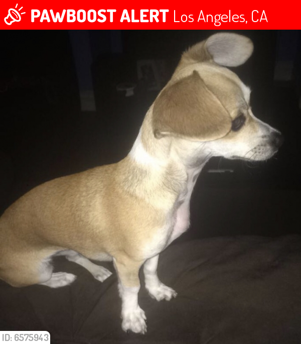 Lost Female Dog last seen Romaine st and Western or Wilton , Los Angeles, CA 90038