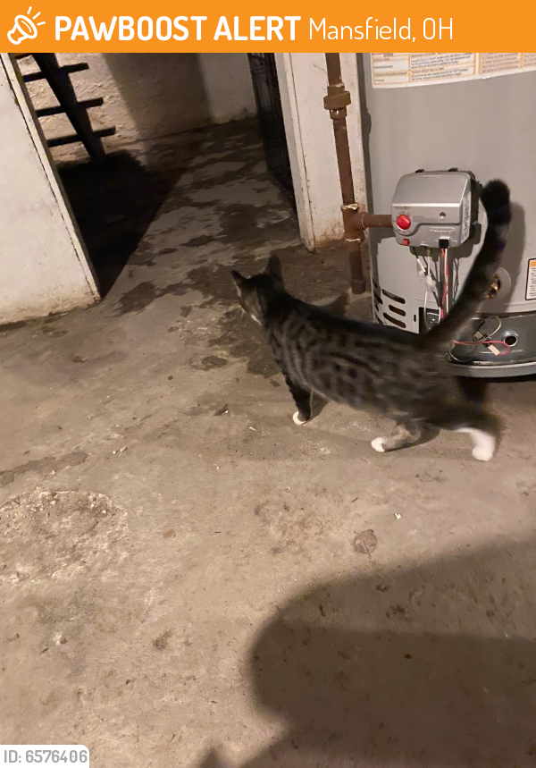 Rehomed Unknown Cat last seen Greenwood ave and south main st, Mansfield, OH 44907