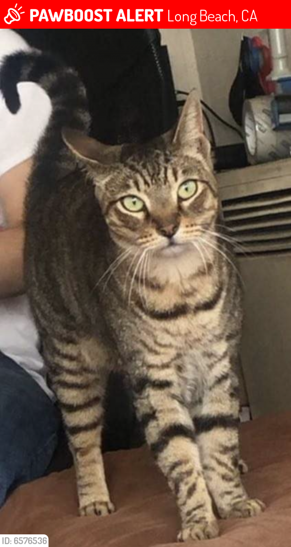 Lost Male Cat last seen Gundry Ave and 14 st , Long Beach, CA 90805