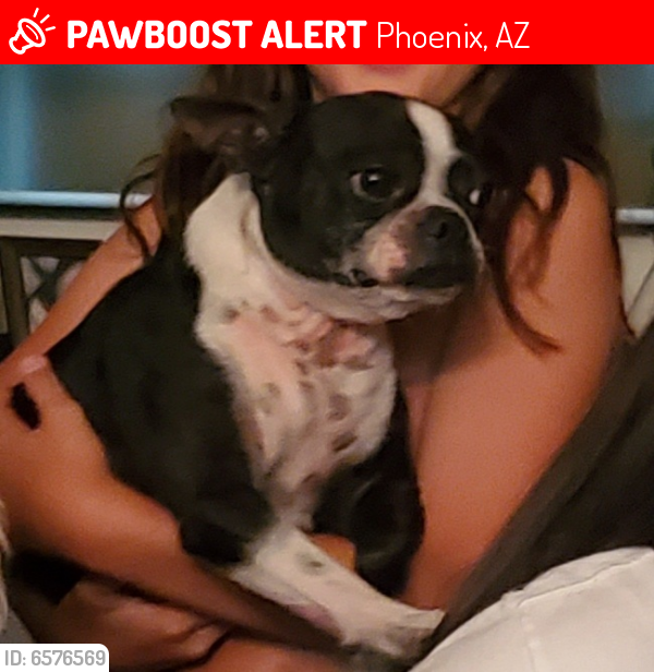 Lost Female Dog last seen Southern and Vineyard , Phoenix, AZ 85339