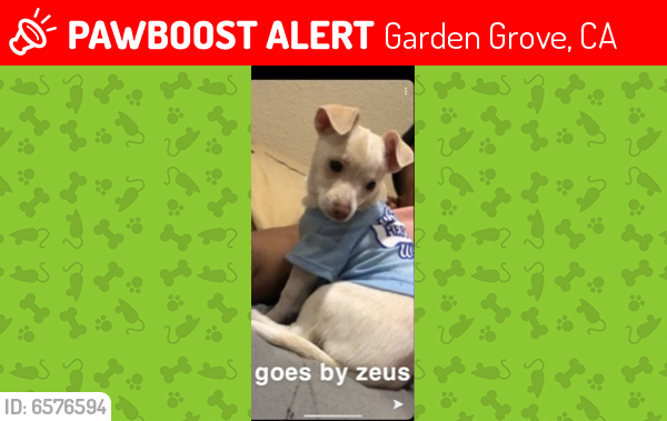 Lost Male Dog last seen Brookhurst , Garden Grove, CA 92841