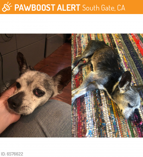 Deceased Male Dog last seen Ohio ave & Stanford ave, South Gate, CA 90280
