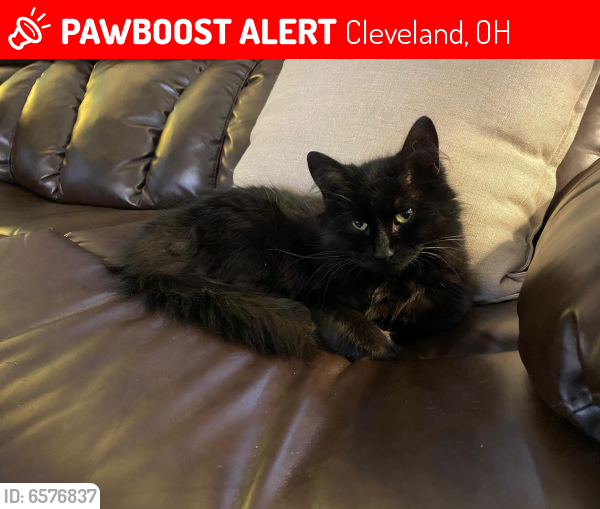 Lost Female Cat last seen Spring Road, Cleveland, OH 44109