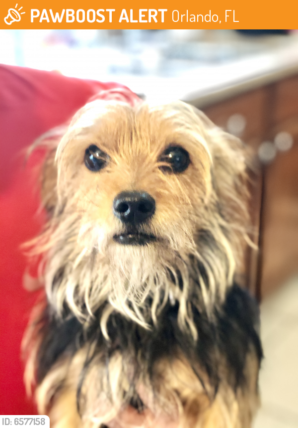 Rehomed Male Dog last seen Curry Ford Rd, Orlando, FL 32822