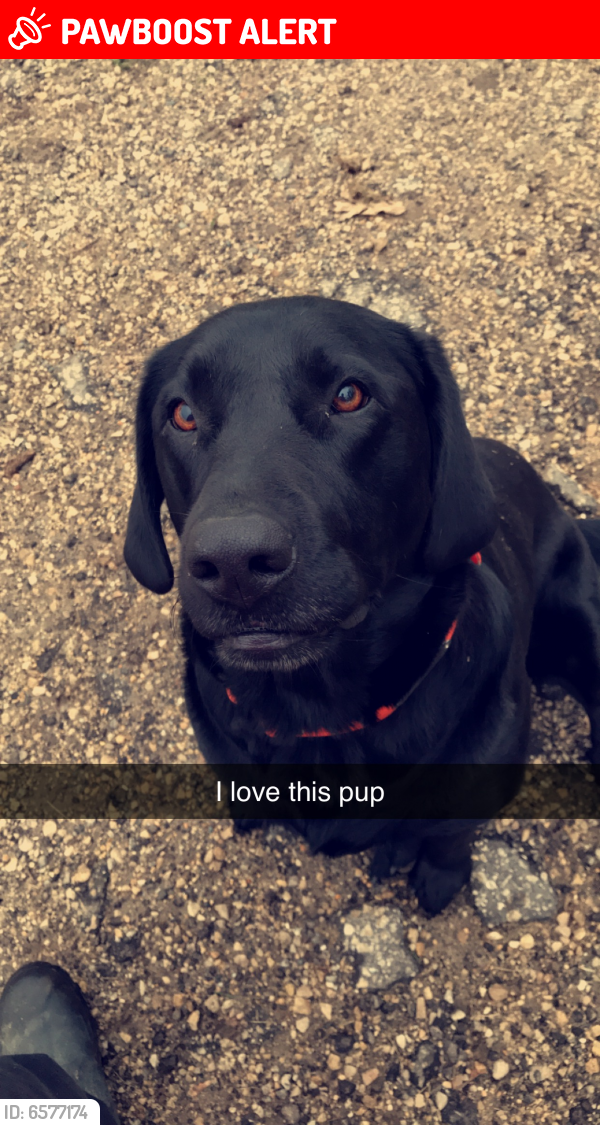 Lost Female Dog last seen Airport rd Rushford MN, City Of Rushford Village, MN 55962