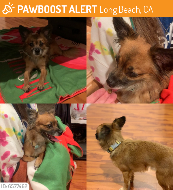 Found/Stray Male Dog last seen Willow and Long Beach blvd, Long Beach, CA 90806