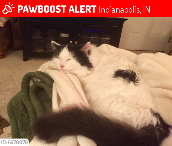Lost Male Cat last seen Raymond and Post Rd, Indianapolis, IN 46239