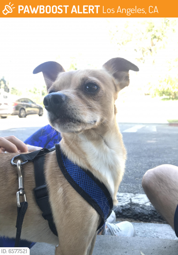 Found/Stray Male Dog last seen Vermont Ave. near Griffith Park, Los Angeles, CA 90027