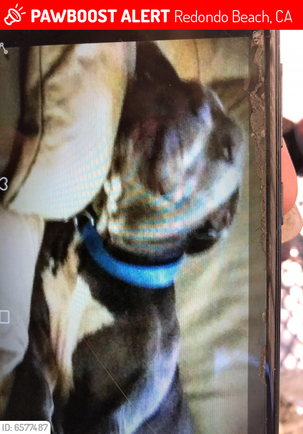 Lost Male Dog last seen 190th and Flagler at dog park , Redondo Beach, CA 90278