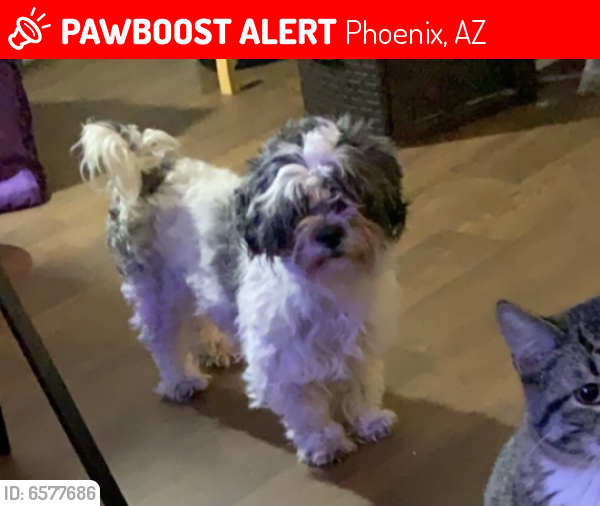 Lost Female Dog last seen 83rd ave and McDowell rd, Phoenix, AZ 85037