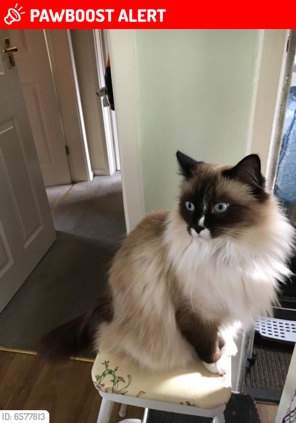 Lost Male Cat last seen Kinross Avenue, Sutherland Road, Greater Manchester, England OL10 3FX
