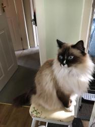 Lost Male Cat last seen Kinross Avenue, Sutherland Road, Greater Manchester, England OL10 3FX