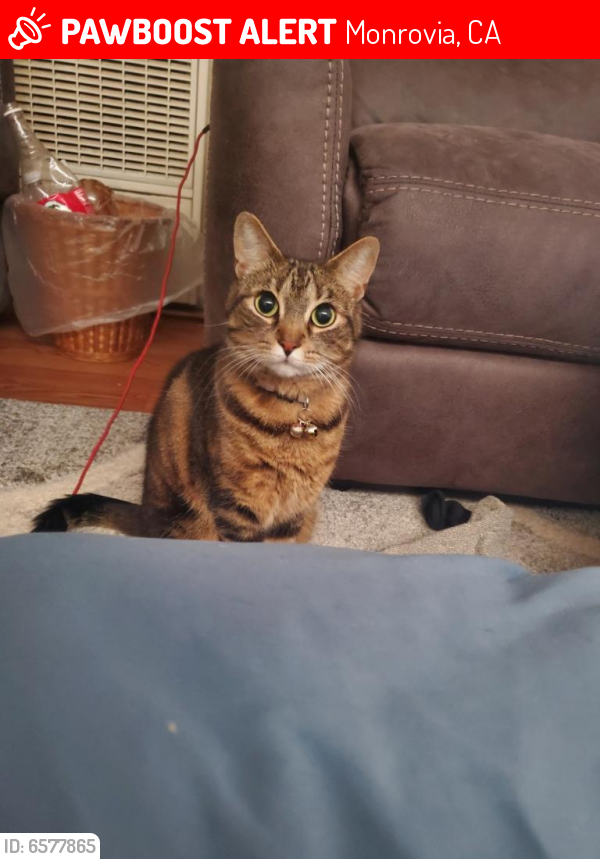 Lost Female Cat last seen Canyon Ave, Ivy Ave, , Monrovia, CA 91016