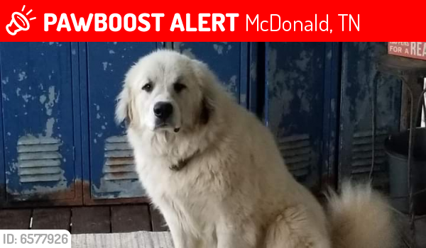Lost Male Dog last seen Harrison Pike , McDonald, TN 37353
