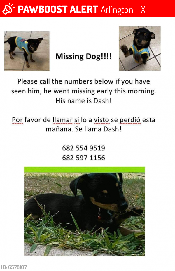 Lost Male Dog last seen Carter street, Arlington, TX 76010
