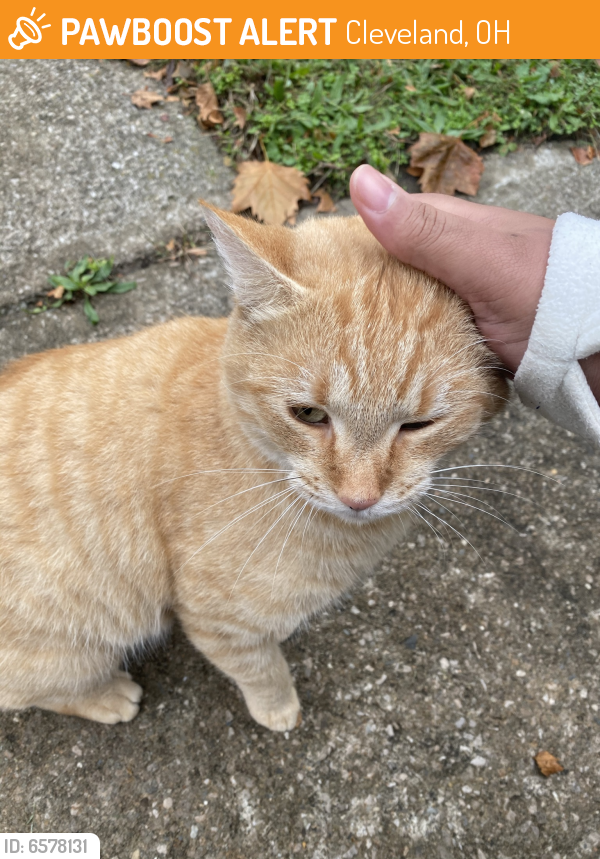 Rehomed Male Cat last seen Near parkgate and parkside , Cleveland, OH 44108