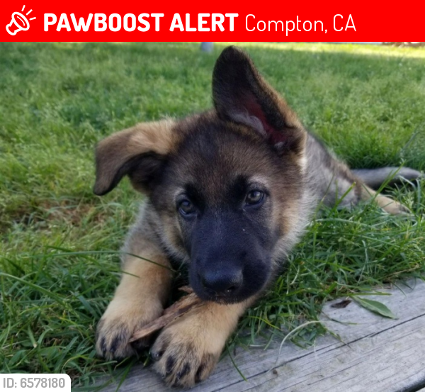 Lost Female Dog last seen Atlantic  and alondra , Compton, CA 90221