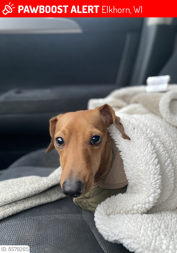 Lost Male Dog In Elkhorn WI 53121 Named Mike ID 6579205 PawBoost