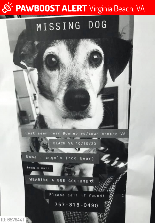 Lost Male Dog last seen Potter’s Road, Virginia Beach, VA 23454