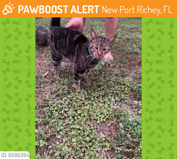 Found/Stray Unknown Cat last seen Creek Drive and Celtic, New Port Richey, FL 34655