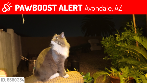 Lost Unknown Cat last seen Fawn Ln Garden Lakes - Lakeshores , Avondale, AZ 85392