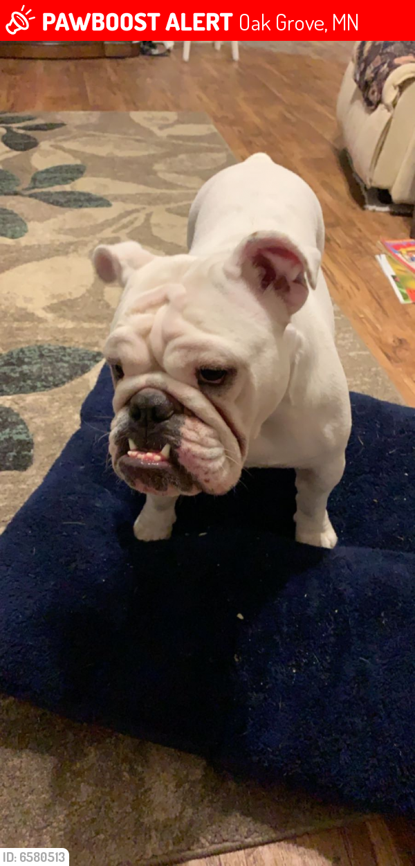 Lost Female Dog last seen Nightingale and 215, Oak Grove, MN 55011