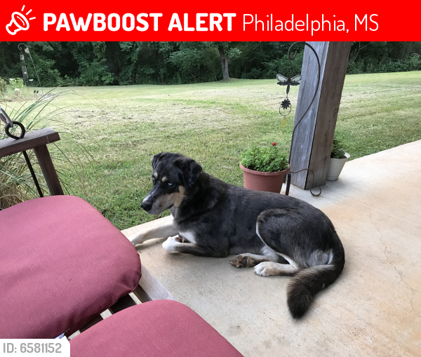 Lost Male Dog last seen Rd 181, Philadelphia, MS, Philadelphia, MS 39350