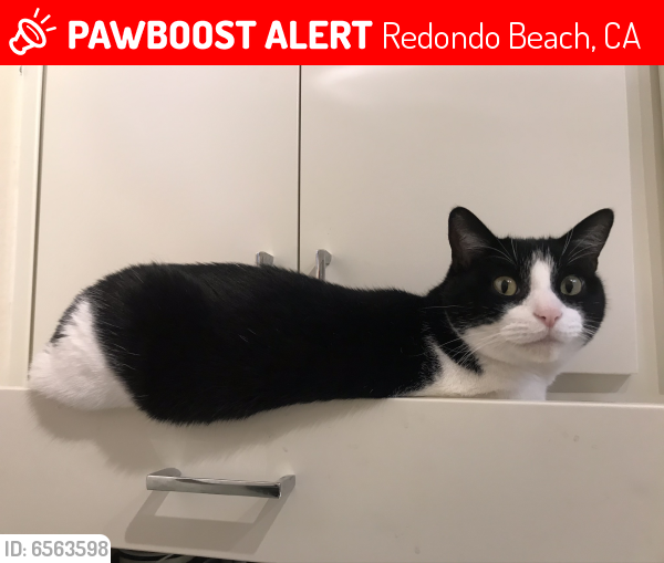 Deceased Male Cat last seen Catalina & Garnet Streets Redondo Beach , Redondo Beach, CA 90277