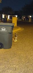 Lost Unknown Dog last seen International & Chiquis St, Laredo, TX 78045