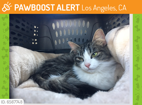 Found/Stray Female Cat last seen Buccaneer and Speedway, Los Angeles, CA 90292