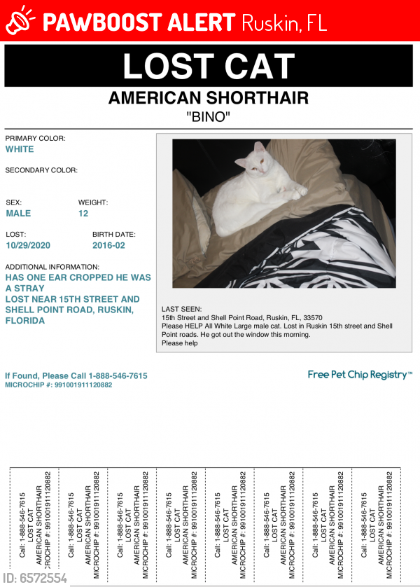 Lost Male Cat last seen 15th street and Shell Point Road, Ruskin, FL 33570