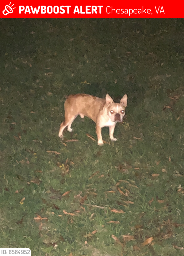 Lost Male Dog last seen Portsmouth Blvd/Dock Landing Rd, Chesapeake, VA 23321