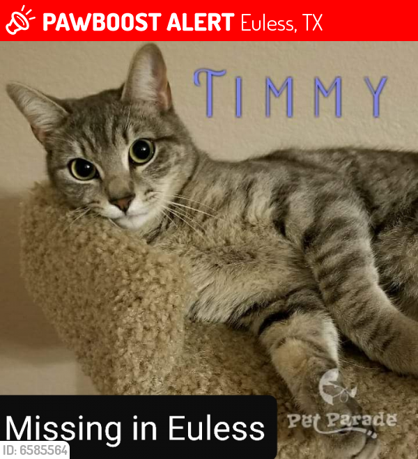 Lost Male Cat last seen Westpark Way, Euless, TX 76040